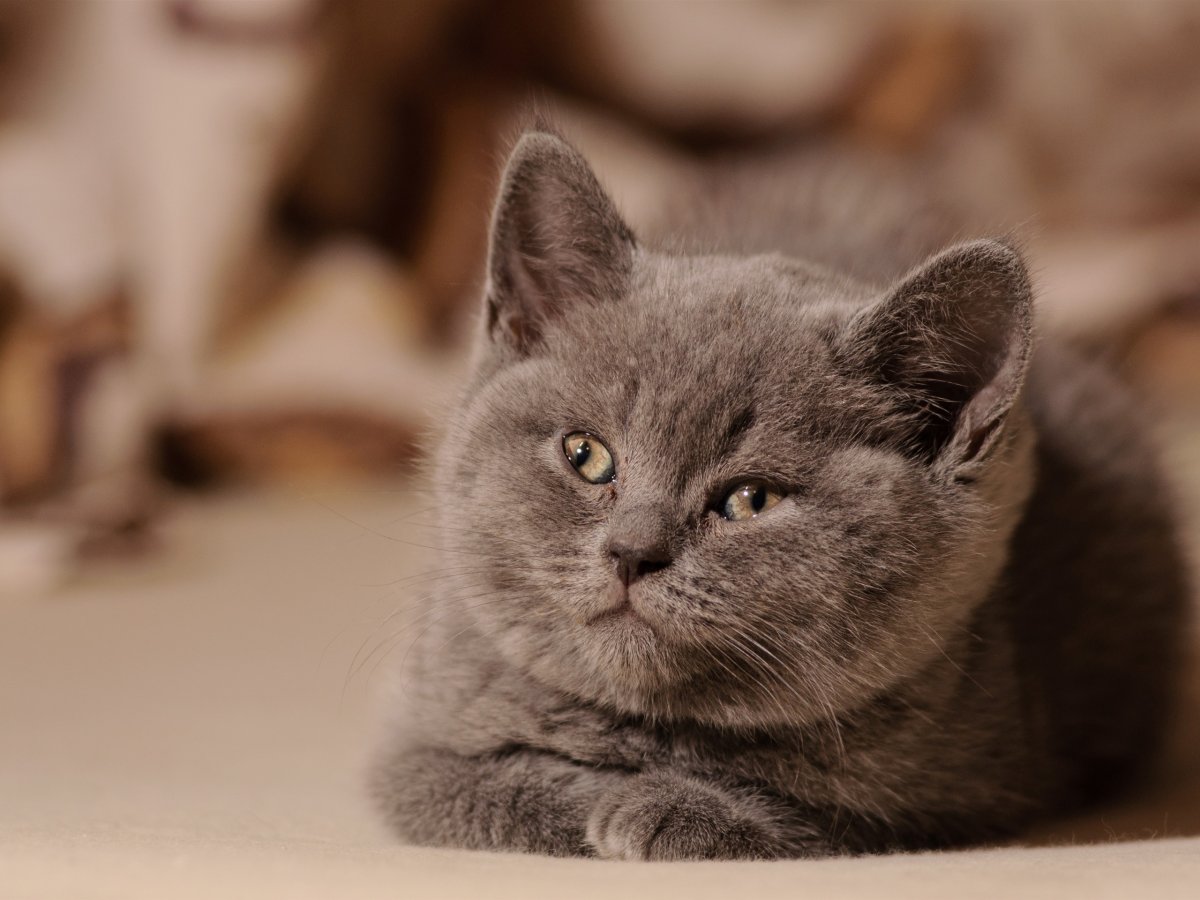 Серый котенок (60 фото)