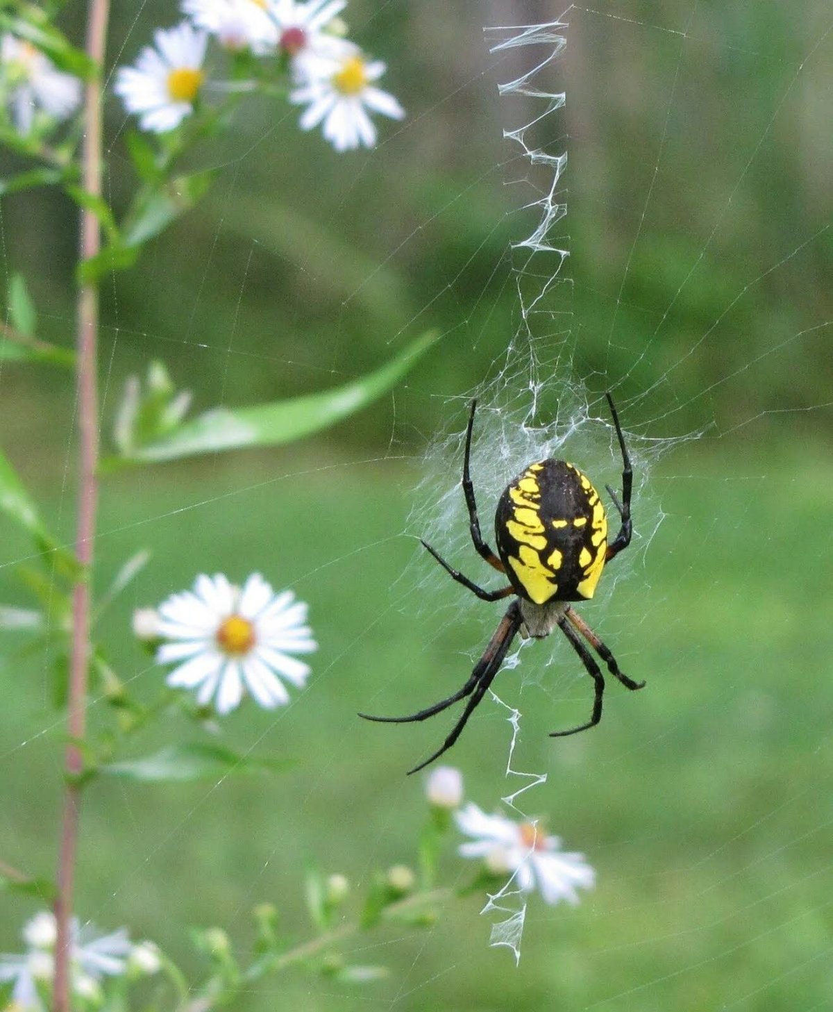 Желто черный паук (61 фото)