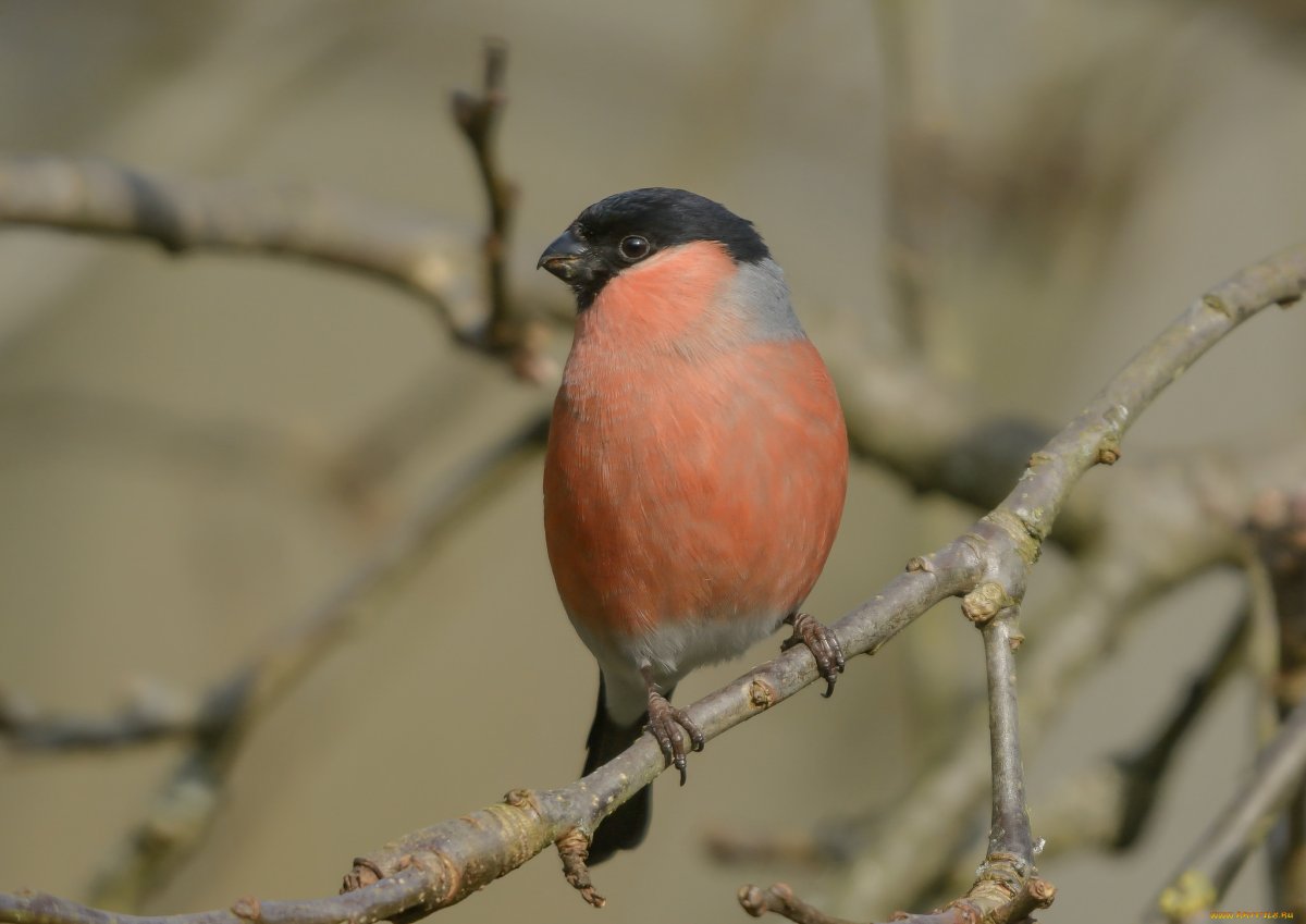 Птичка с красной грудкой (59 фото)