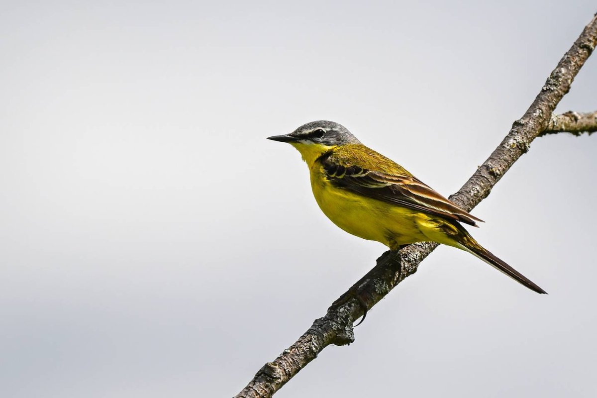 Птички с желтой грудкой (64 фото)