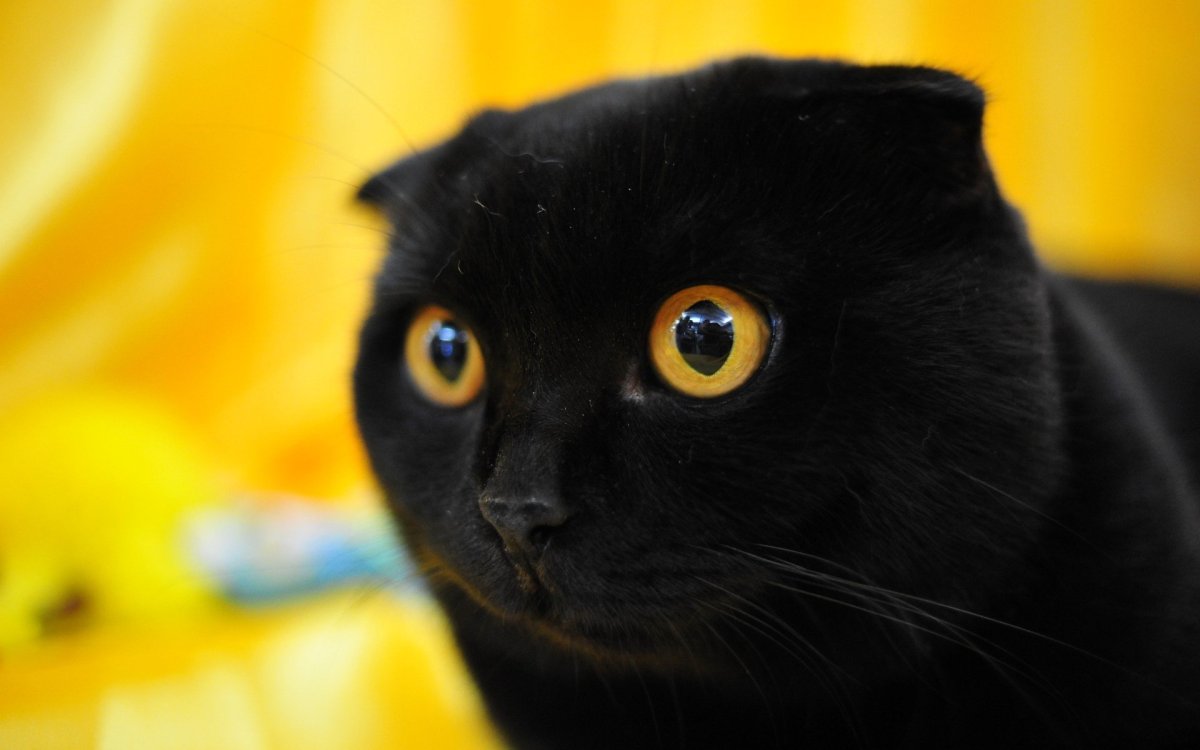 Черный вислоухий кот (53 фото)