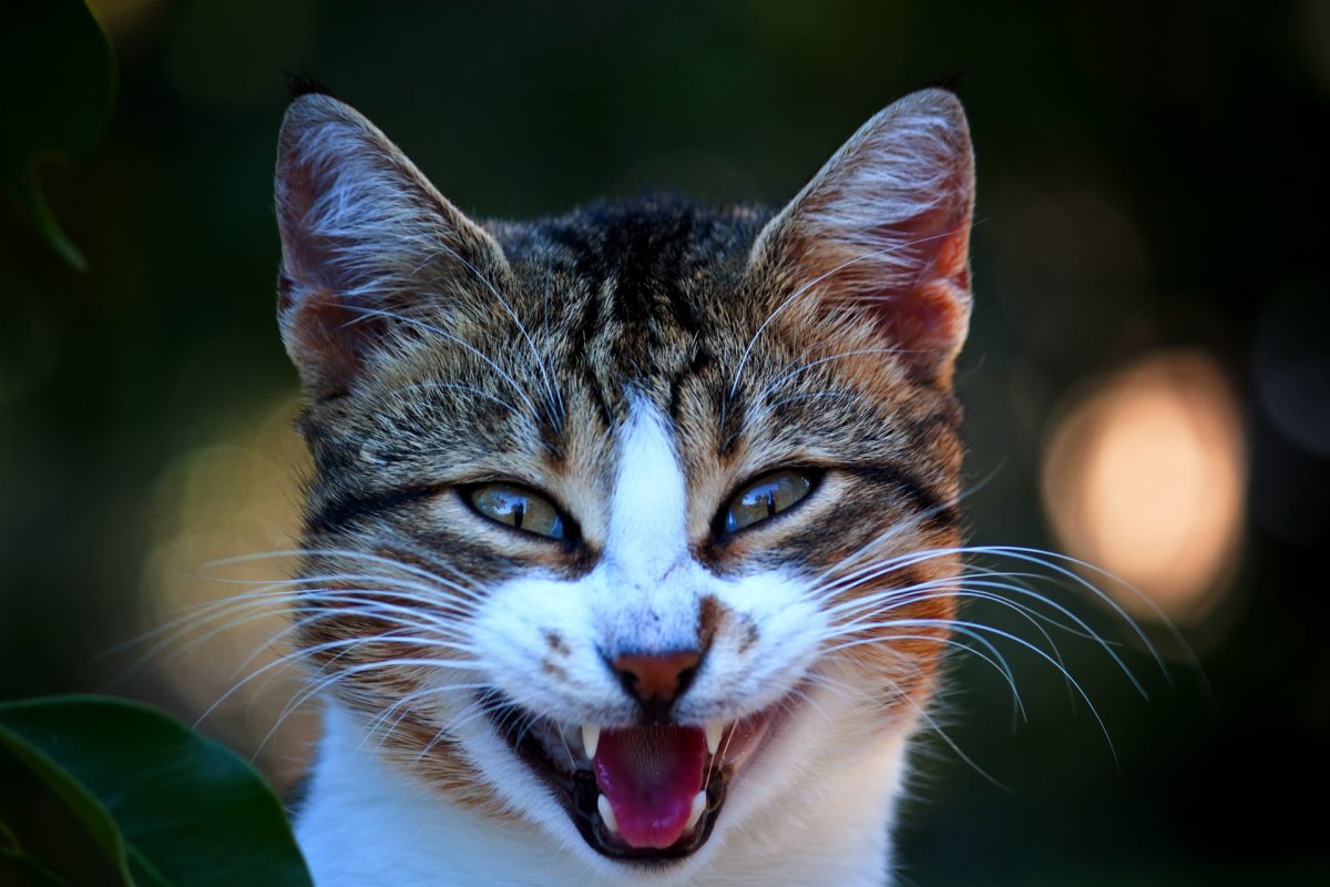 Радостный котик (72 фото)